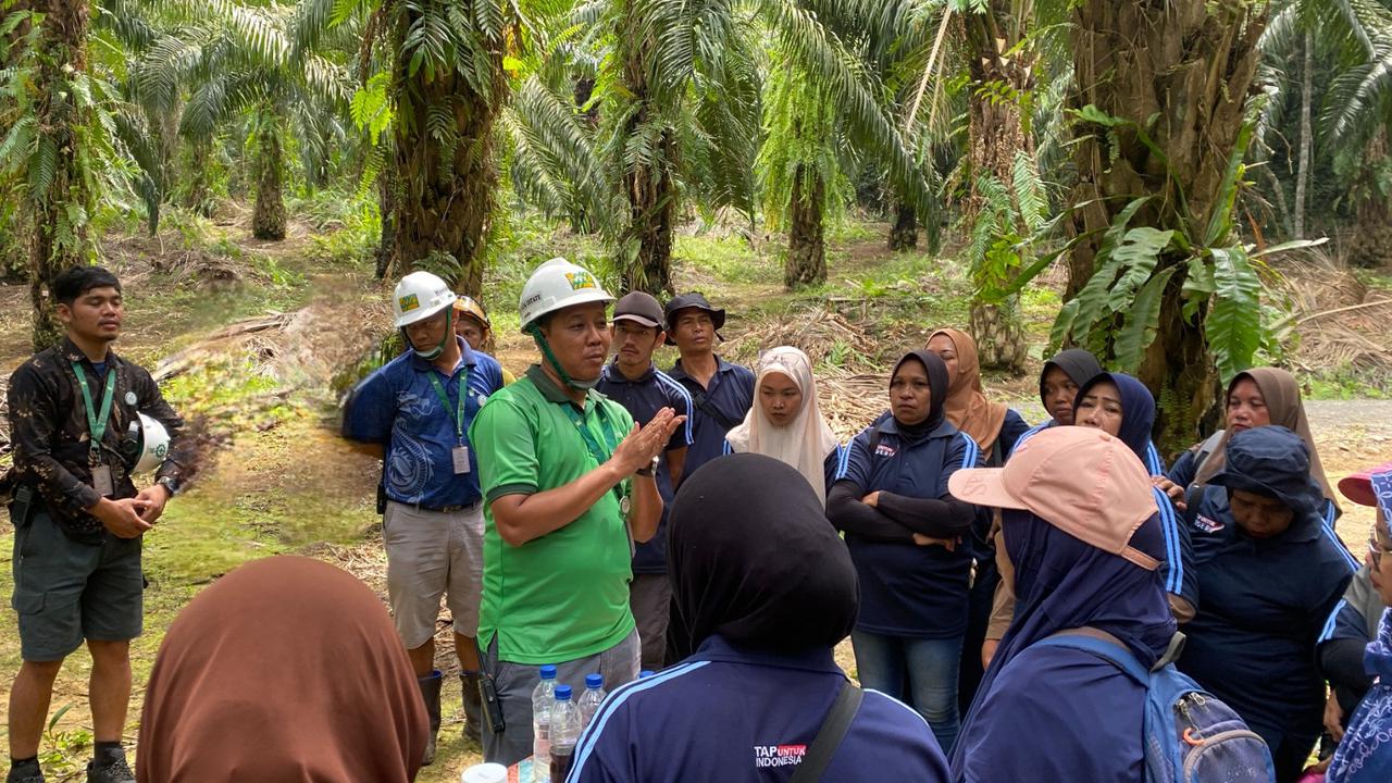 Program Perkasa Dinilai Bisa Dongkrak Produktivitas Sawit untuk Dukung B50