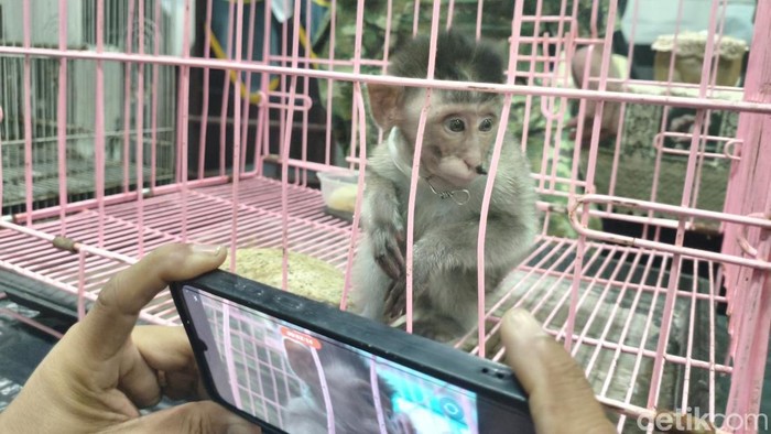 Anak Monyet Ekor Panjang Ditemukan dalam Koper di Bandara Juanda, Petugas Dalami Dugaan Penyelundupan